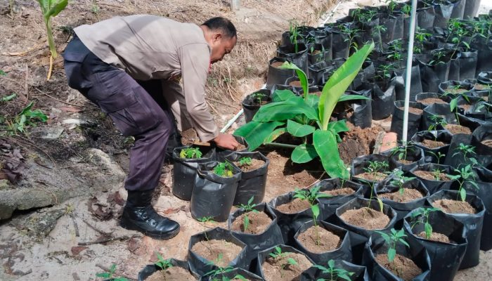 Polsek Bukit Bestari Kelola Lahan Untuk Tanam Pangan Bergizi