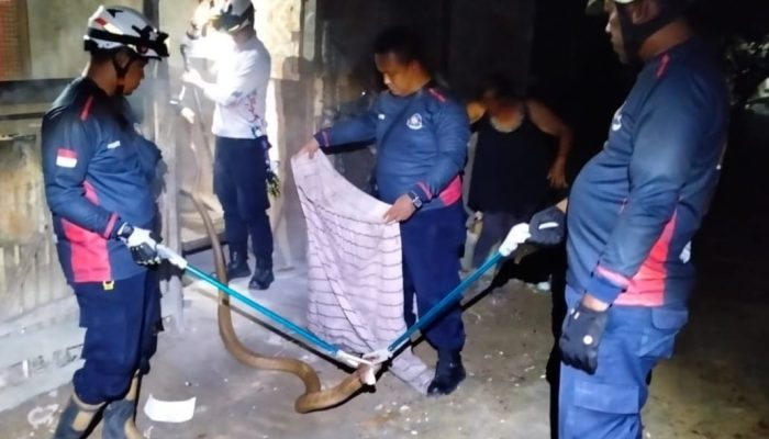 UPTD Damkar Tanjung Uban Evakuasi Ular Kobra di Rumah Warga