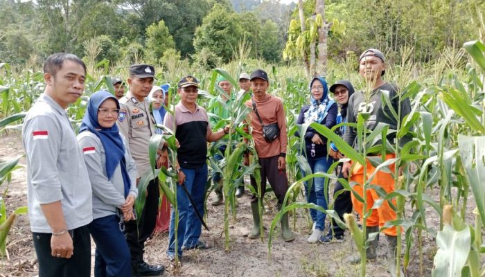 Bhabinkamtibmas Bersama Kelompok Tani Panen Jagung di Desa Batu Kacang Lingga 