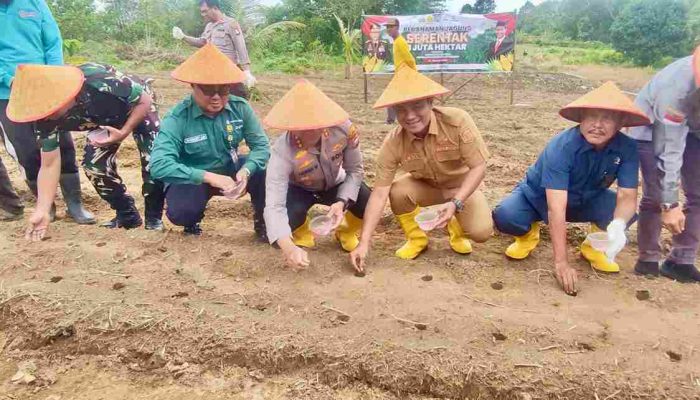 Pemko Tanjungpinang Bersama Forkopimda Tanam Jagung Serentak