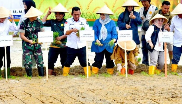 Wujudkan Ketahanan Pangan, Gubernur Ansar Tanam Padi Perdana di Natuna