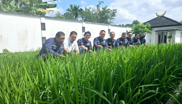 Bertanam Padi, PWI Kepri Dukung Program Ketahanan Pangan
