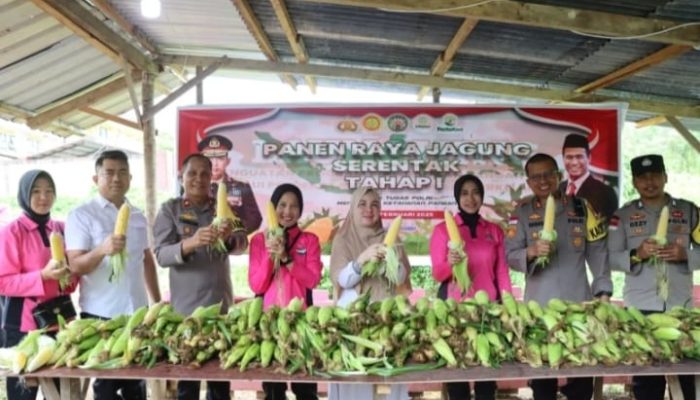 Panen Jagung Serentak, Kapolres Natuna Panen Jagung Perdana 300 Kg di Kelurahan Bandarsyah