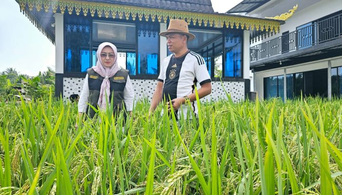 Kadis KP2KH Kepri Tinjau Tanaman Padi Ditanam Ady Indra Pawennari