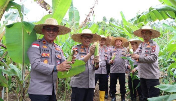 Polres Bintan Panen Jagung Tahap Kedua Sebanyak 1500 Kg di Toapaya