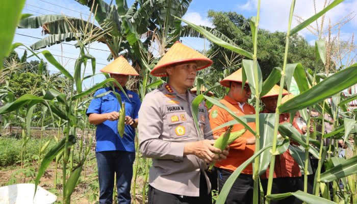 Polresta Tanjungpinang Dan Kelompok Tani Panen Jagung di Kampung Sidomulyo