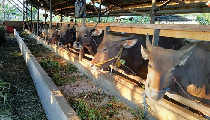 Jelang Idul Adha 1446 H, Peternak Tanjungpinang Mulai Datangkan Sapi Dari Luar Daerah