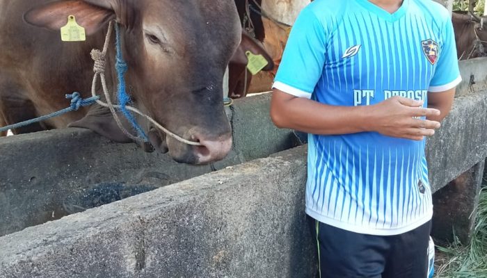 Perawatan Sapi Banpres Limousin Cross Di Peternakan Eza Mandiri Tanjungpinang