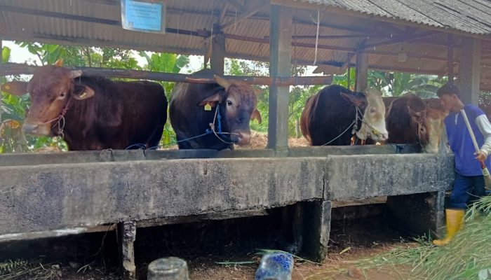 Idul Adha 2025, Penjualan Hewan Kurban di Tanjungpinang Cenderung Menurun 