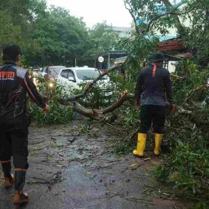 Hujan Deras, BPBD Tanjungpinang Evakuasi Dua Pohon Tumbang 