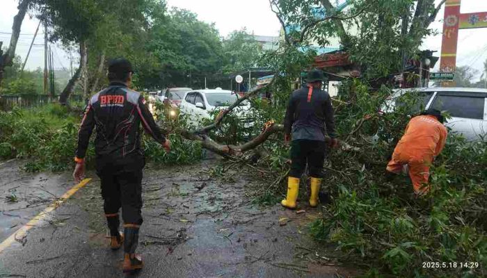 Hujan Deras, BPBD Tanjungpinang Evakuasi Dua Pohon Tumbang 