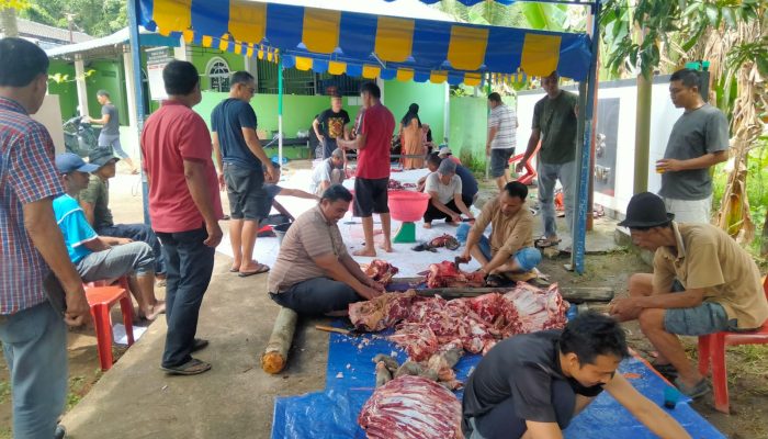 Idul Adha 2025, Surau Al Ikhlas  Sembelih Dua Ekor Sapi Swadaya Masyarakat