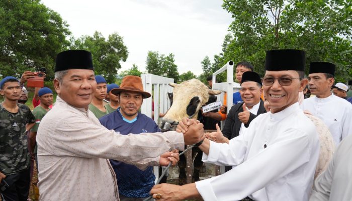 Amsakar Achmad Serahkan Sapi Bantuan Presiden di Masjid Sultan Mahmud Riayat Syah Batam