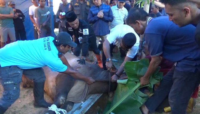 Sapi Banmas Presiden Limousin Cross 916 Kg Sukses Disembelih Walikota Tanjungpinang 