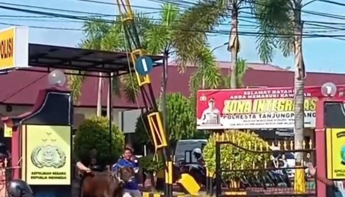 Sapi Kurban Hendak Disembelih Kabur Masuk Halaman Polresta Tanjungpinang