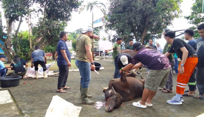 Idul Adha 2025, PT PLN IP UBP Kepri Kurban 3 Ekor Sapi dan 1 Ekor Kambing