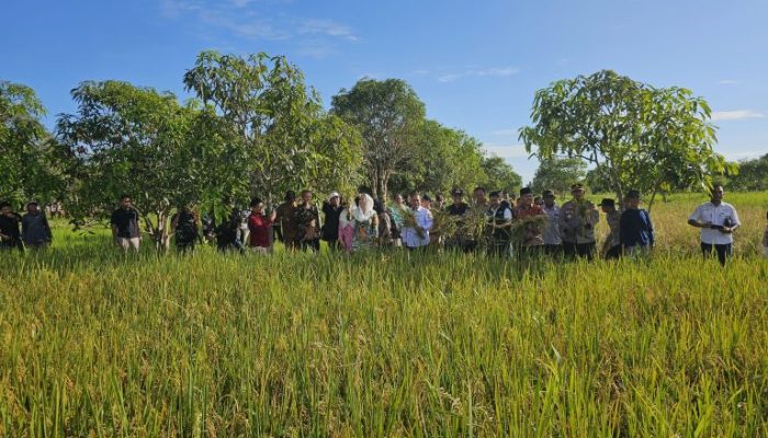 Panen Padi Ladang di Serasan, Cen Sui Lan : Natuna Miliki Potensi Di Sektor Pertanian 