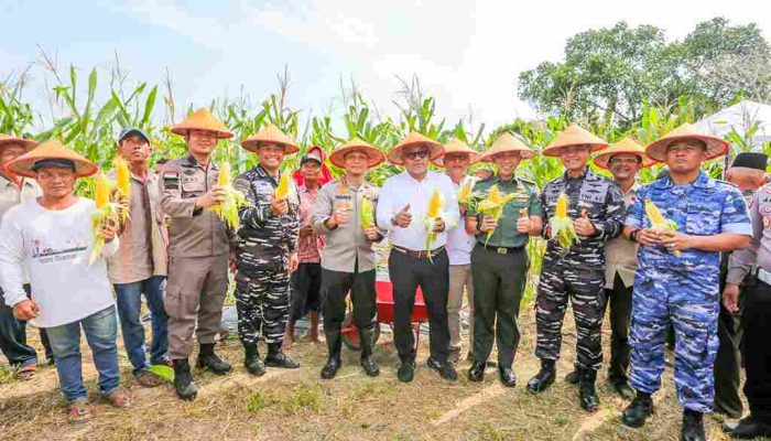Panen Jagung Bersama Kapolresta, Wako Lis : Lahan Terlantar Bisa Untuk Investasi Dan Pertanian 
