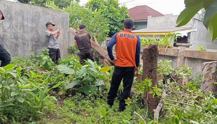 Dahan Pohon Tua Ambruk, Warga dan BPBD Tanjungpinang Cepat Bertindak