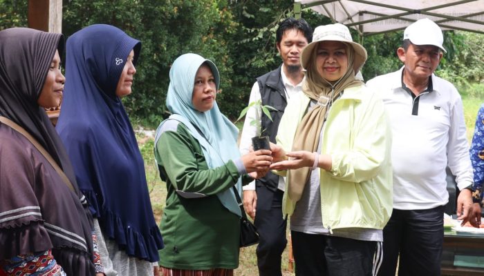 Galakkan Ketahanan Pangan, Pemprov Kepri Bagikan Ribuan Bibit Cabai Gratis 