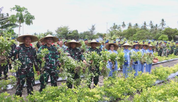 Lanud RSA Natuna Lakukan Panen Raya Kacang Tanah di RSA Farm
