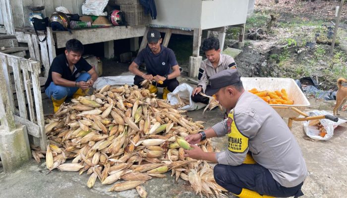 Polres Lingga Panen Perdana Jagung Pipil di Desa Berindat Singkep