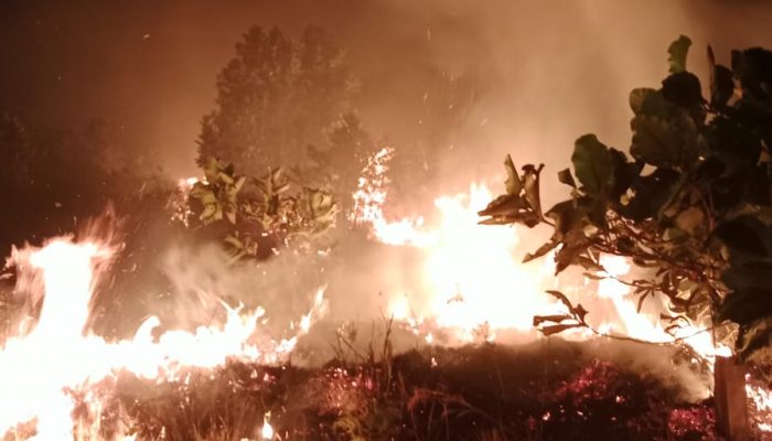 Hingga 21 Januari 2026, Sudah 21 Hektar Lahan di Tanjungpinang Terbakar