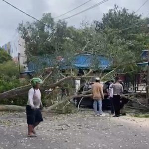Hujan Disertai Angin, Pohon Tumbang Timpa Mobil di Tanjungpinang 