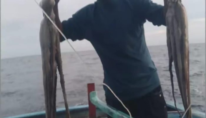 Angin Utara, Berburu Gurita Lebih Menguntungkan Bagi Nelayan di Natuna