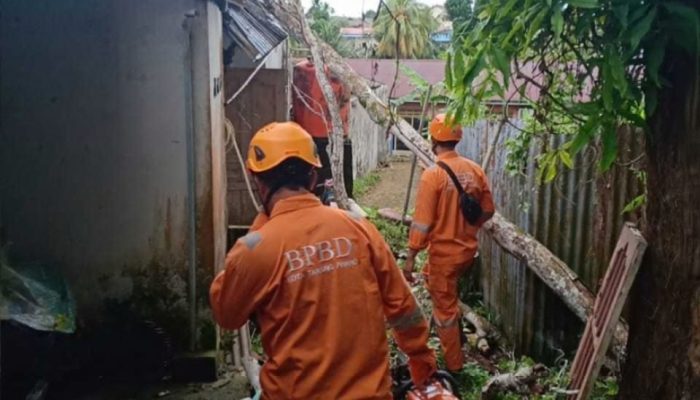 Angin Kencang di Tanjungpinang, Enam Lokasi Pohon Tumbang dan Atap Rumah Warga Terangkat