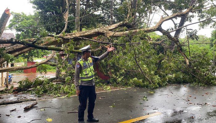 Pohon Tumbang Diterjang Angin Kencang di Jalan Yos Sudarso Tanjungpinang