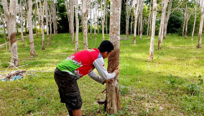 Hujan Berkepanjangan, Pendapatan Petani Karet di Natuna Terpuruk