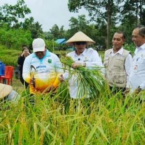 Dukung Ketahanan Pangan, Wabup Natuna Hadiri Panen Padi di Desa Sebadai Ulu