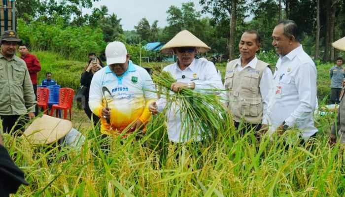 Dukung Ketahanan Pangan, Wabup Natuna Hadiri Panen Padi di Desa Sebadai Ulu