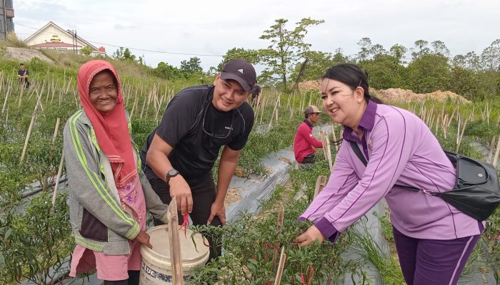 Kogabwilhan 1 Panen Cabai Merah Sebanyak 300 Kg di Dompak