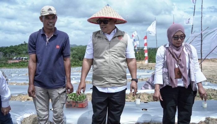 Wagub Kepri Hadiri Penanaman Cabai Perdana HKTI Kepri di Galang Baru Batam