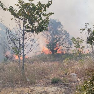Lahan Kosong di Wilayah Polsek Tanjungpinang Timur Terbakar, Satu Orang Diamankan
