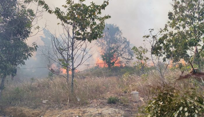 Lahan Kosong di Wilayah Polsek Tanjungpinang Timur Terbakar, Satu Orang Diamankan
