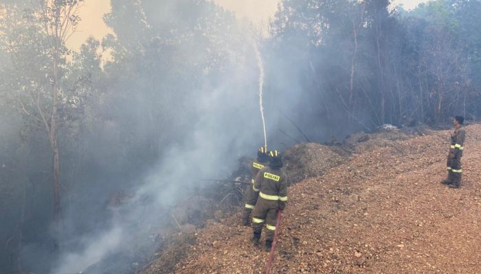 Tim Gabungan Tangani Kebakaran Hutan di Kawasan Pantai Nirwana Batam