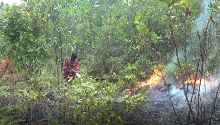 Tiga Hari Berturut Turut Kebakaran Lahan Terjadi di Tanjungpinang