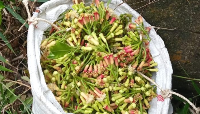 Potret Nyata Pemanjat Cengkeh di Natuna