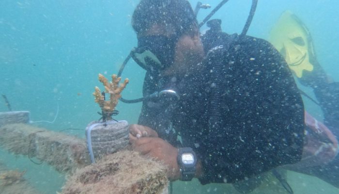 Nirwana Gardens Lagoi Menanam Terumbu Karang di Mayang Sari Beach Resort 