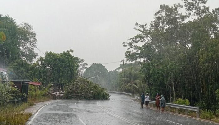 Hujan dan Angin Kencang Di Tanjungpinang, Sejumlah Pohon Tumbang di Jalanan