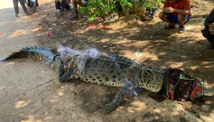 Nelayan Tanjungpinang Temukan Buaya Tersangkut Jaring