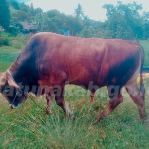 Jelang Idul Adha 1447 H, Natuna Terima Satu Ekor Sapi Bantuan Presiden RI