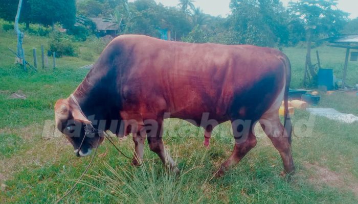Jelang Idul Adha 1447 H, Natuna Terima Satu Ekor Sapi Bantuan Presiden RI