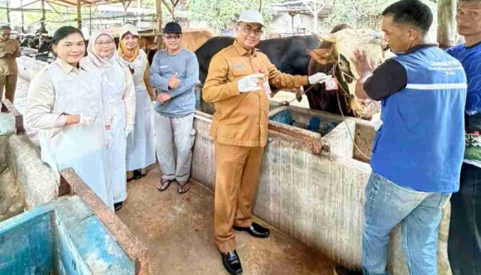 Ribuan Hewan kurban Di Tanjungpinang Sudah Diperiksa Kesehatan dan Diberi Label SL