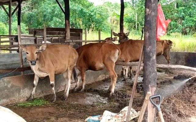 Iduladha 1447 H, Pemko Tanjungpinang Salurkan 56 Sapi Kurban, 48 dari ASN