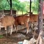 Iduladha 1447 H, Pemko Tanjungpinang Salurkan 56 Sapi Kurban, 48 dari ASN
