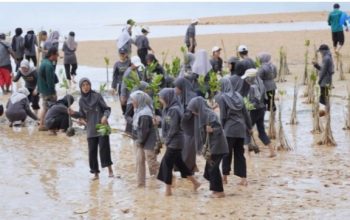 Wako Batam Bersama Mahasiswa UNRIKA Tanam 2000 Bibit Mangrove di Nongsa 